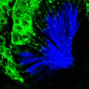 Late-stage Drosophila pupae stained with DSHB’s mouse anti HA-rMs IgG (green) and Alexa Fluor™ Phalloidin 405 (blue). Secondary antibody: Life Tech, Oregon Green. Image credit: Mei-Ling Joiner